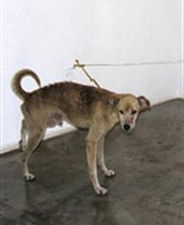 Guillermo Habacuc Vargas